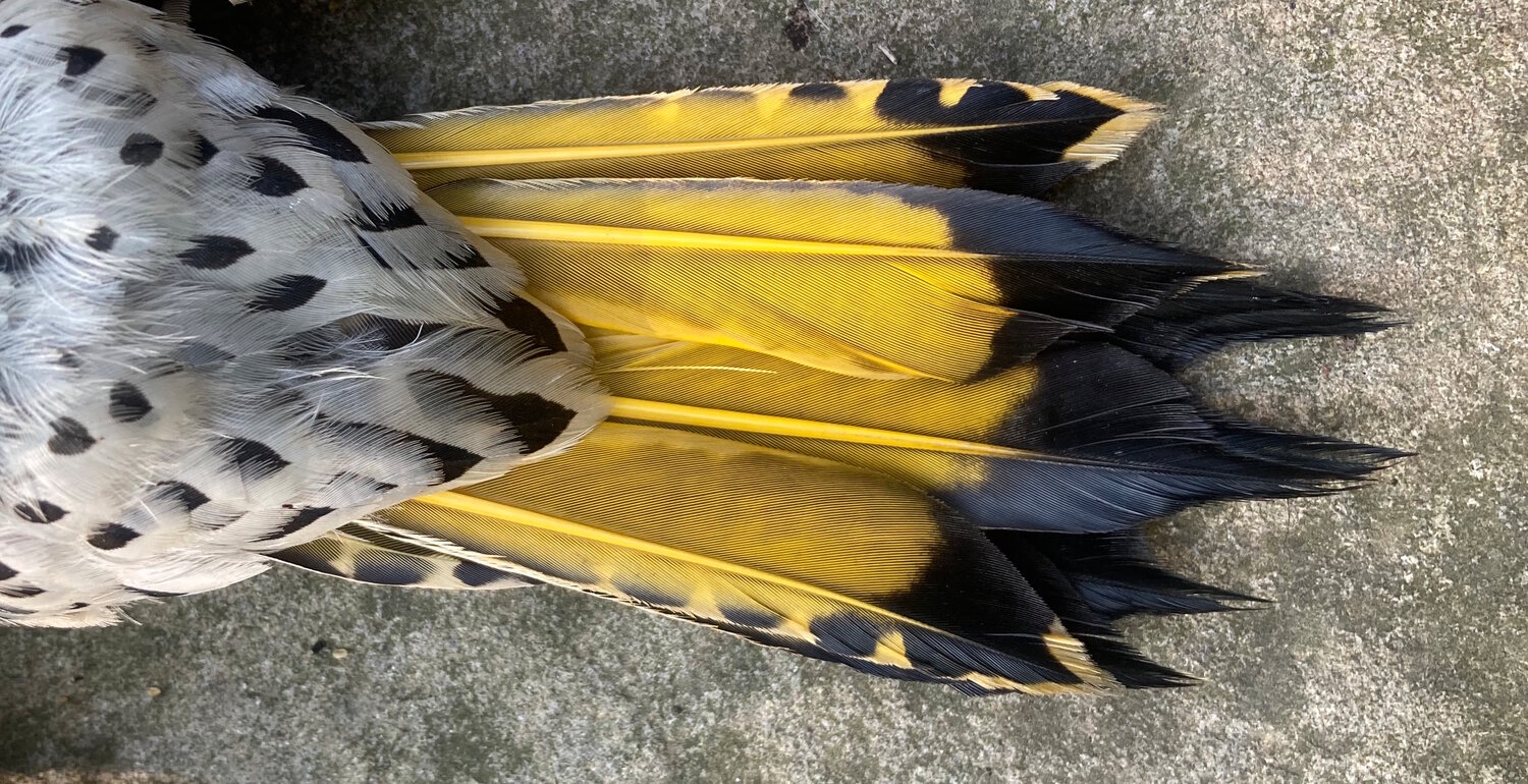 A macro view of the underside of the yellow-shafted Northern flicker’s tail. ..